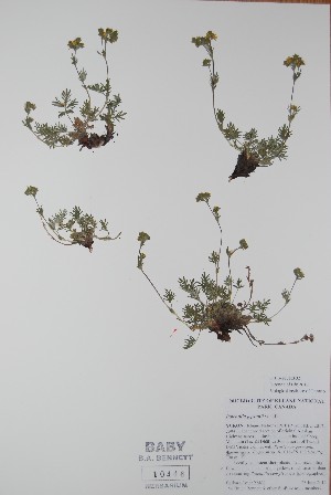  ( - BABY-10446)  @11 [ ] CreativeCommons  Attribution (Bruce A. Bennett) (2018) Unspecified B.A. Bennett Yukon Herbarium