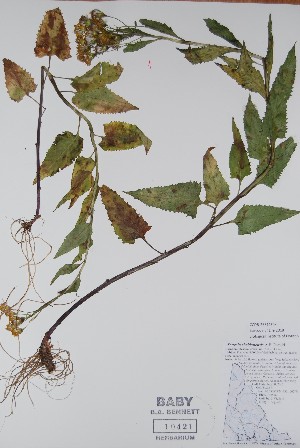  (Senecio triangularis - BABY-10421)  @11 [ ] CreativeCommons  Attribution (Bruce A. Bennett) (2018) Unspecified B.A. Bennett Yukon Herbarium