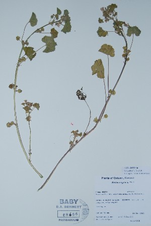 ( - BABY-08666)  @11 [ ] CreativeCommons  Attribution (Bruce A. Bennett) (2018) Unspecified B.A. Bennett Yukon Herbarium