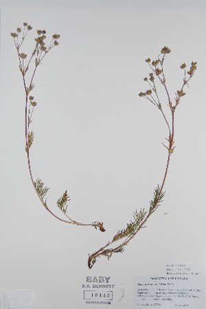  (Potentilla bimundorum - BABY-10442)  @11 [ ] CreativeCommons  Attribution (Bruce A. Bennett) (2018) Unspecified B.A. Bennett Yukon Herbarium