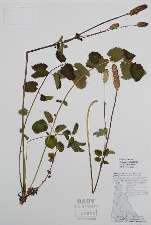  (Sanguisorba menzesii - BABY-11374)  @11 [ ] CreativeCommons - Attribution (2020) Unspecified B.A. Bennett Herbarium (BABY)
