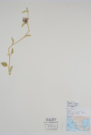  (Hibiscus denudatus - BABY-10054)  @11 [ ] CreativeCommons - Attribution (2020) Unspecified B.A. Bennett Herbarium (BABY)