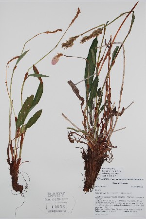  (Bistorta - BABY-10956)  @11 [ ] CreativeCommons - Attribution (2020) Unspecified B.A. Bennett Herbarium (BABY)