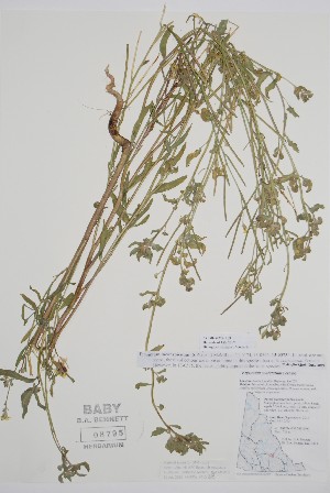  ( - BABY-08795)  @11 [ ] by (2020) Unspecified B.A. Bennett Herbarium (BABY)