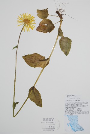  ( - BABY-11498)  @11 [ ] by (2020) Unspecified B.A. Bennett Herbarium (BABY)