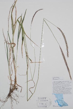  (x Elyhordeum stebbinsianum - BABY-11514)  @11 [ ] by (2020) Unspecified B.A. Bennett Herbarium (BABY)