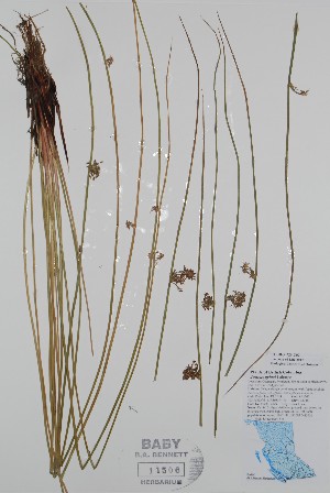  (Juncus pylaei - BABY-11506)  @11 [ ] by (2020) Unspecified B.A. Bennett Herbarium (BABY)