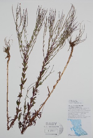  ( - BABY-11507)  @11 [ ] by (2020) Unspecified B.A. Bennett Herbarium (BABY)