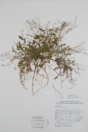  (Rorippa alpina - BABY-11510)  @11 [ ] by (2020) Unspecified B.A. Bennett Herbarium (BABY)