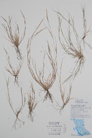  ( - BABY-11512)  @11 [ ] by (2020) Unspecified B.A. Bennett Herbarium (BABY)