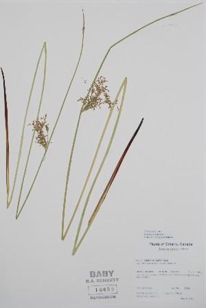  ( - BABY-10659)  @11 [ ] by (2020) Unspecified B.A. Bennett Herbarium (BABY)