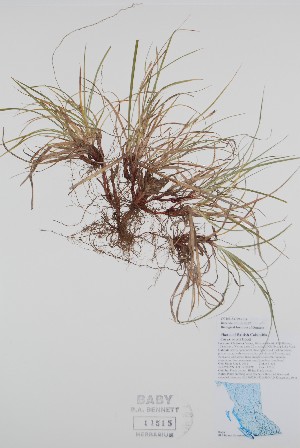  ( - BABY-11515)  @11 [ ] by (2020) Unspecified B.A. Bennett Herbarium (BABY)