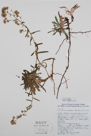  ( - BABY-11525)  @11 [ ] by (2020) Unspecified B.A. Bennett Herbarium (BABY)
