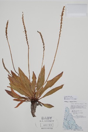  ( - BABY-08759)  @11 [ ] by (2020) Unspecified B.A. Bennett Herbarium (BABY)