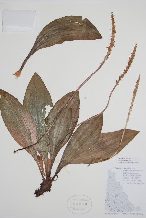  ( - BABY-03240)  @11 [ ] by (2020) Unspecified B.A. Bennett Herbarium (BABY)