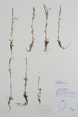  ( - BABY-03172)  @11 [ ] by (2020) Unspecified B.A. Bennett Herbarium (BABY)