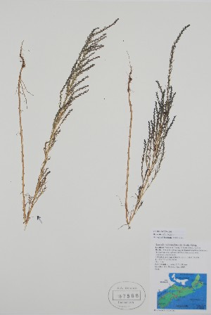  ( - BABY-07566)  @11 [ ] by (2020) Unspecified B.A. Bennett Herbarium (BABY)