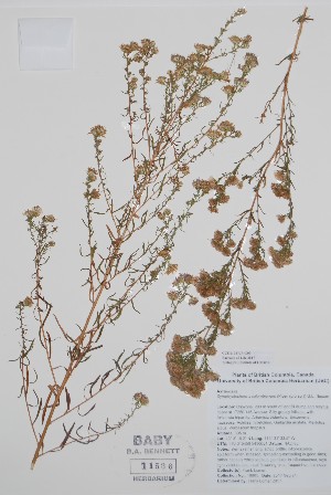  ( - BABY-11536)  @11 [ ] by (2020) Unspecified B.A. Bennett Herbarium (BABY)