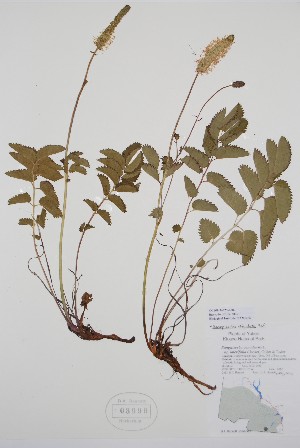  ( - BABY-03999)  @11 [ ] by (2020) Unspecified B.A. Bennett Herbarium (BABY)