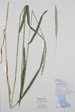  (Elymus repens - BABY-11538)  @11 [ ] by (2020) Unspecified B.A. Bennett Herbarium (BABY)