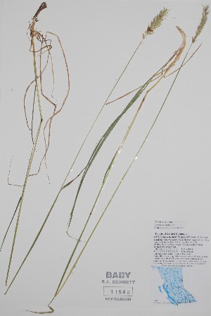  (x Elyleymus turneri - BABY-11540)  @11 [ ] by (2020) Unspecified B.A. Bennett Herbarium (BABY)