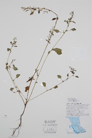  ( - BABY-11541)  @11 [ ] by (2020) Unspecified B.A. Bennett Herbarium (BABY)