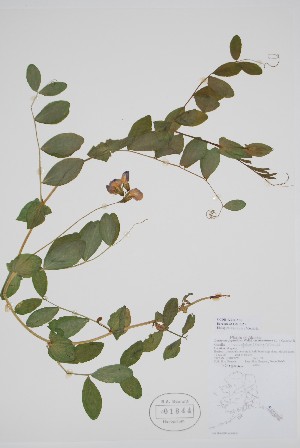  (Lathyrus japonicus - CCDB-42644-A5)  @11 [ ] by (2023) Unspecified B.A. Bennett Herbarium (BABY)