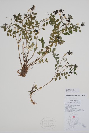  ( - CCDB-42644-C10)  @11 [ ] by (2023) Unspecified B.A. Bennett Herbarium (BABY)