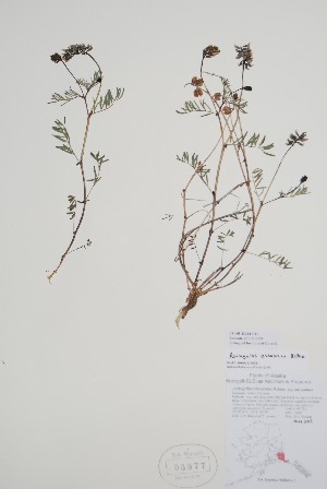  ( - CCDB-42644-C11)  @11 [ ] by (2023) Unspecified B.A. Bennett Herbarium (BABY)