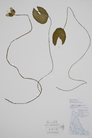  (Nymphaea tetragona - CCDB-42644-C5)  @11 [ ] by (2023) Unspecified B.A. Bennett Herbarium (BABY)