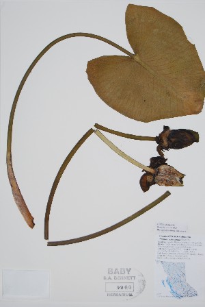  ( - CCDB-42644-C6)  @11 [ ] by (2023) Unspecified B.A. Bennett Herbarium (BABY)