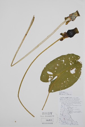  (Nuphar variegata - CCDB-42644-C7)  @11 [ ] by (2023) Unspecified B.A. Bennett Herbarium (BABY)