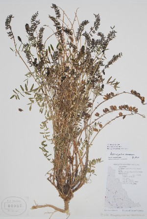  ( - CCDB-42644-C8)  @11 [ ] by (2023) Unspecified B.A. Bennett Herbarium (BABY)