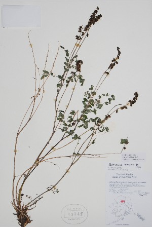  ( - CCDB-42644-C9)  @11 [ ] by (2023) Unspecified B.A. Bennett Herbarium (BABY)