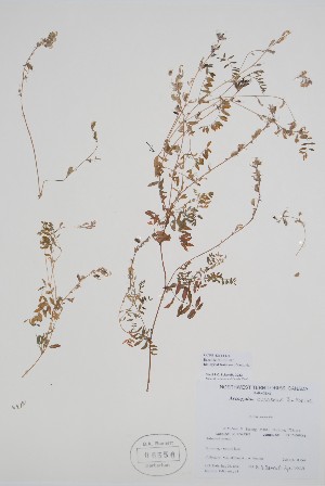  ( - CCDB-42644-D1)  @11 [ ] by (2023) Unspecified B.A. Bennett Herbarium (BABY)