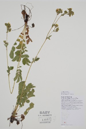  (Drymocallis arguta - CCDB-42644-D10)  @11 [ ] by (2023) Unspecified B.A. Bennett Herbarium (BABY)