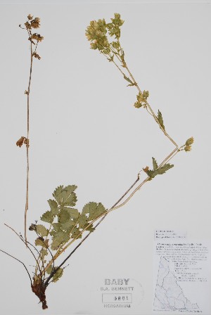  ( - CCDB-42644-D11)  @11 [ ] by (2023) Unspecified B.A. Bennett Herbarium (BABY)