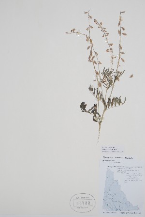  ( - CCDB-42644-D2)  @11 [ ] by (2023) Unspecified B.A. Bennett Herbarium (BABY)