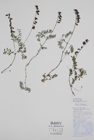  ( - CCDB-42644-D3)  @11 [ ] by (2023) Unspecified B.A. Bennett Herbarium (BABY)