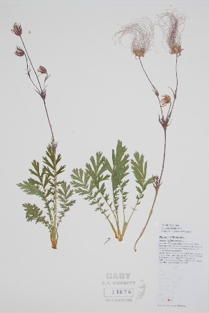  ( - CCDB-42644-D6)  @11 [ ] by (2023) Unspecified B.A. Bennett Herbarium (BABY)