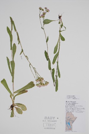  ( - CCDB-42644-D7)  @11 [ ] by (2023) Unspecified B.A. Bennett Herbarium (BABY)