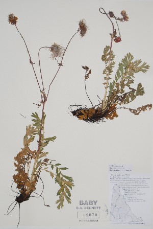  ( - CCDB-42644-D8)  @11 [ ] by (2023) Unspecified B.A. Bennett Herbarium (BABY)