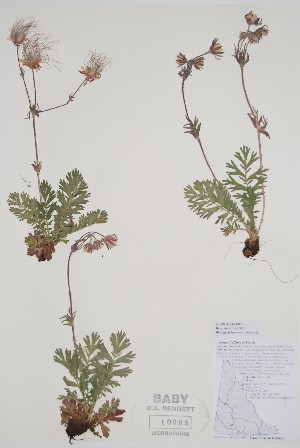  ( - CCDB-42644-D9)  @11 [ ] by (2023) Unspecified B.A. Bennett Herbarium (BABY)