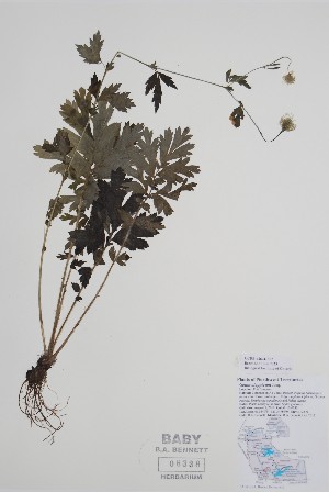  ( - CCDB-42644-E2)  @11 [ ] by (2023) Unspecified B.A. Bennett Herbarium (BABY)