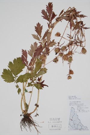  (Geum aleppicum - CCDB-42644-E3)  @11 [ ] by (2023) Unspecified B.A. Bennett Herbarium (BABY)