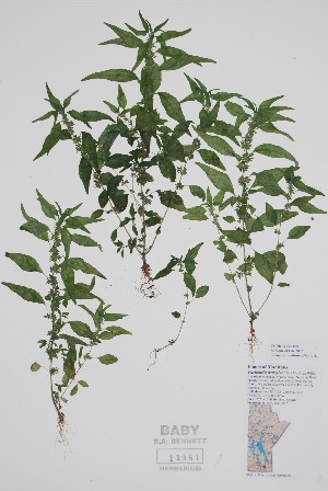  (Parietaria pensylvanica - CCDB-42644-E4)  @11 [ ] by (2023) Unspecified B.A. Bennett Herbarium (BABY)
