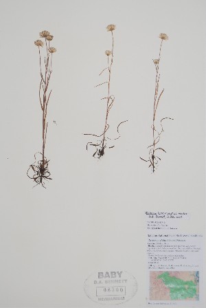  ( - CCDB-42644-F10)  @11 [ ] by (2023) Unspecified B.A. Bennett Herbarium (BABY)