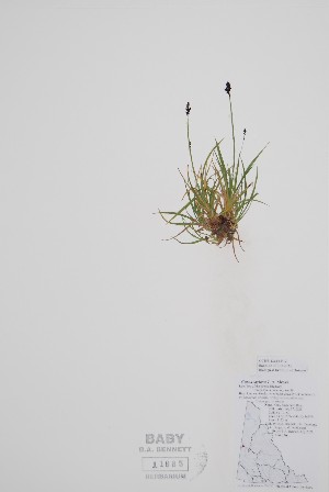  (Carex stylosa - CCDB-42644-F12)  @11 [ ] by (2023) Unspecified B.A. Bennett Herbarium (BABY)