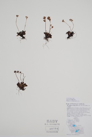  ( - CCDB-42644-F5)  @11 [ ] by (2023) Unspecified B.A. Bennett Herbarium (BABY)