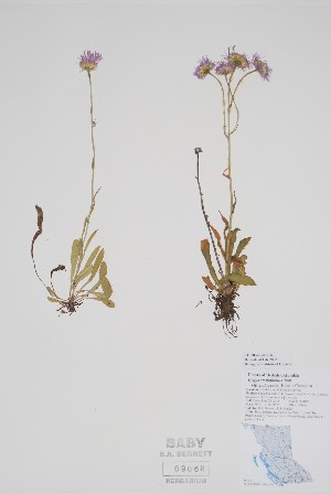  ( - CCDB-42644-F6)  @11 [ ] by (2023) Unspecified B.A. Bennett Herbarium (BABY)